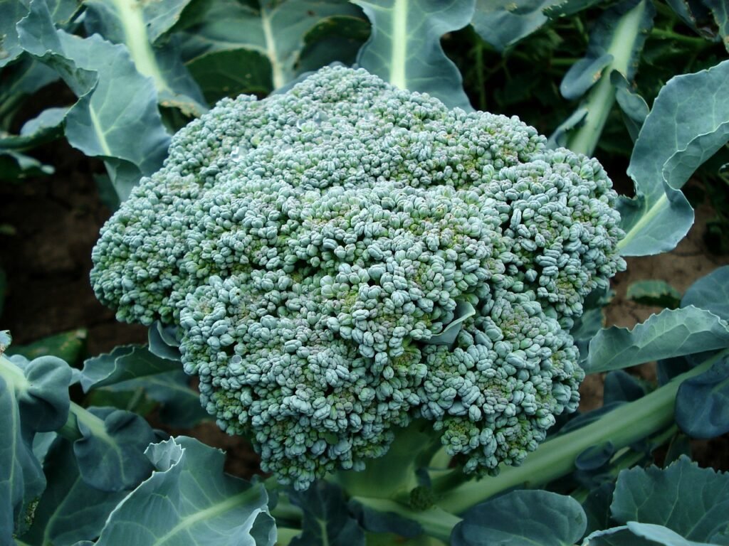 Broccoli is another vegan protein source