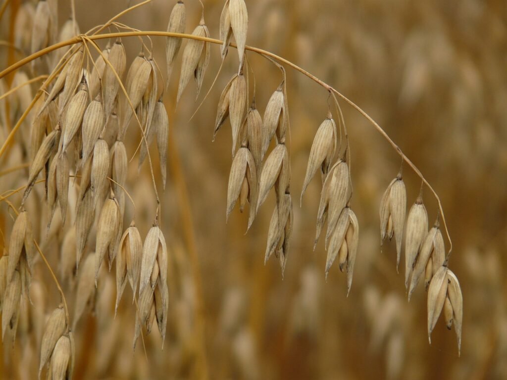 Oat plant